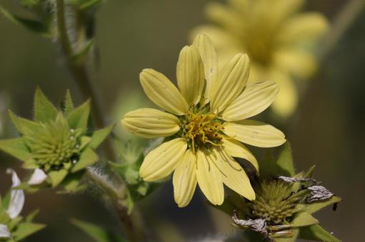 薄黄色のシリフィウムモウリーの花のアップ 薄黄色のシリフィウムモウリーの花のアップ 薄黄色,シリフィウムモウリー,花の写真素材