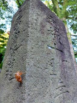 元禄十年の題目塔で脱皮した蝉の抜け殻 元禄十年の題目塔で脱皮した蝉の抜け殻の写真