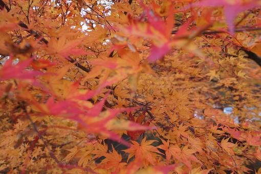もみじ もみじの写真