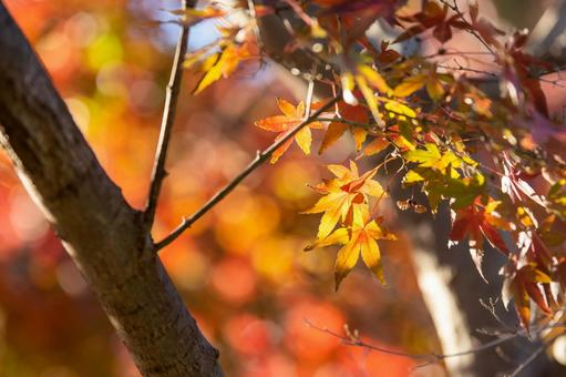 秋素材 秋素材,紅葉,もみじの写真素材