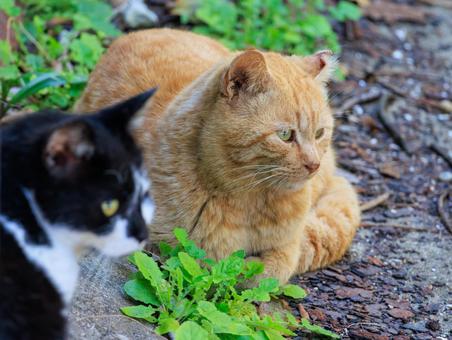 猫の島に住む、綺麗な茶トラ猫です。 猫の島に住む、綺麗な茶トラ猫です。の写真