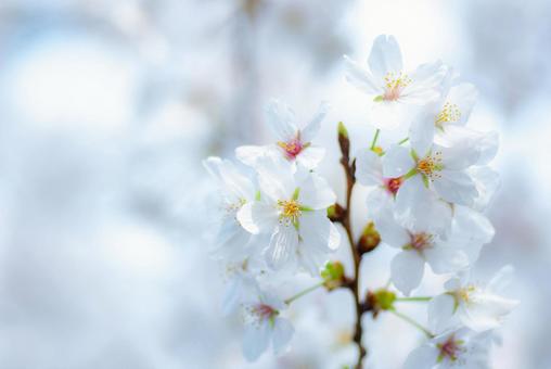 満開の桜を見上げて 満開の桜を見上げての写真