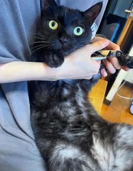 Nail clippers, JPG Nail clippers, JPG