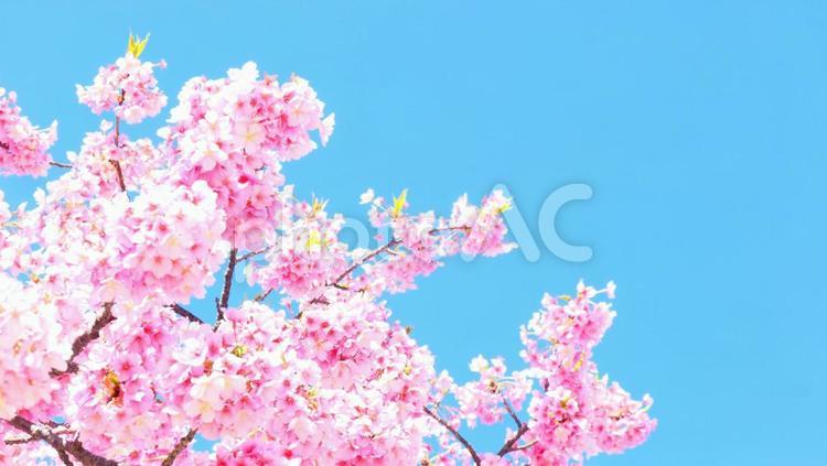 満開の桜と青空 桜,満開,青空の写真素材