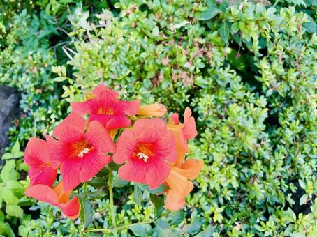 ノウゼンカズラ ノウゼンカズラ ノウゼンカズラ,花,橙色の写真素材