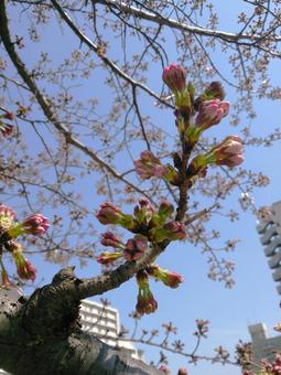 Photo, cherry blossoms, spring, bud, 