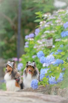 Photo, dog, outdoors, the scenery, 