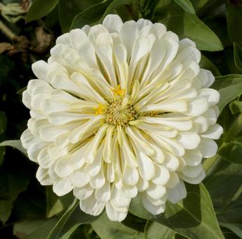 【花の写真】ジニア(百日草) 【花の写真】ジニア(百日草) 百日草,zinnia,9月の写真素材