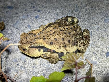 ヒキガエル ヒキガエルの写真