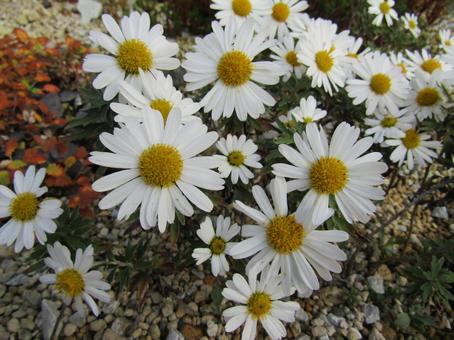 ナカガワノギク 那賀川,なかがわ,野菊の写真素材