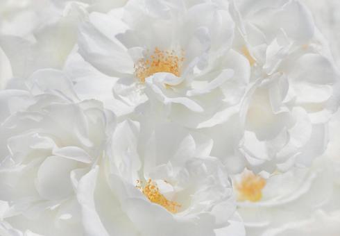 Lots of white roses, JPG