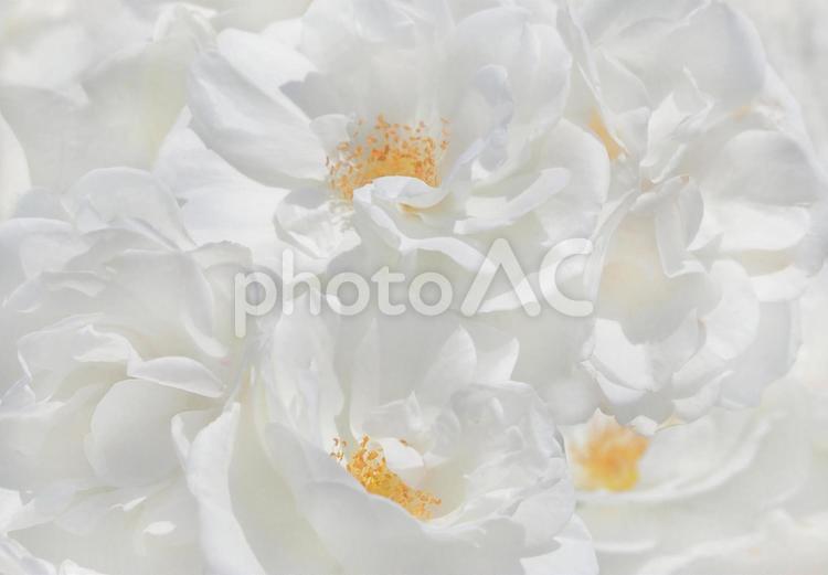 たくさんいっぱい白いばらローズ 薔薇,バラ,白い花の写真素材