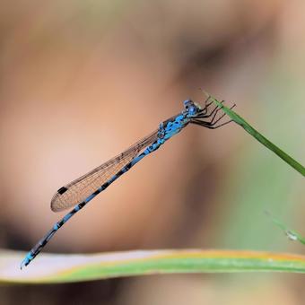 Photo, hosomi otsunen dragonfly, ittombo, dragonfly, 