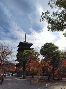 東寺の五重塔 東寺,五重塔,お寺の写真素材