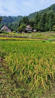 田んぼ 田んぼ 合掌造り,世界遺産,地方の写真素材
