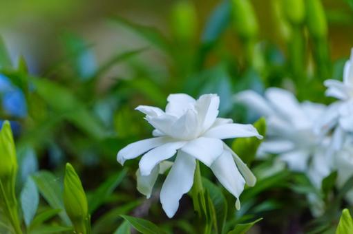 清楚に咲くクチナシの白い花の写真