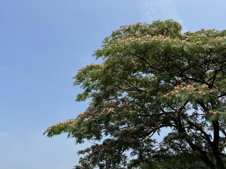Early summer alder tree, JPG Early summer alder tree, JPG