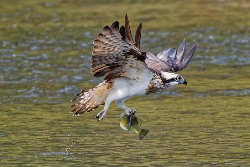 ブラックバスを捕まえたミサゴ ミサゴ,鶚,ウオタカの写真素材