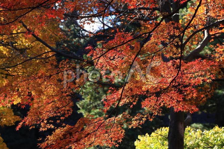 美しい京都の秋、紅葉の風景 紅葉,モミジ,もみじの写真素材