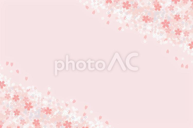 桜の花3(３：２) 春のイメージ 桜,花,花びらの写真素材
