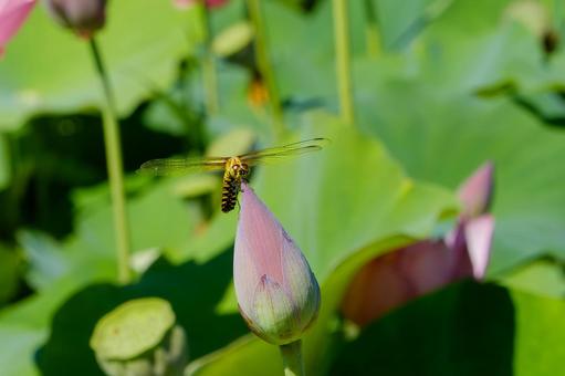 蓮のつぼみにとまるハラビロトンボ 蓮,つぼみ,トンボの写真素材