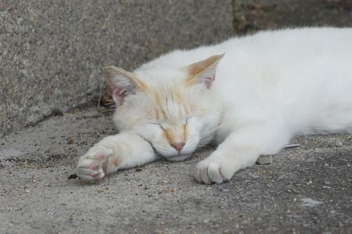 ねこ にゃんこ,可愛い,野良猫の写真素材