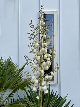 リュウゼツランの白い花 リュウゼツラン,花,花びらの写真素材