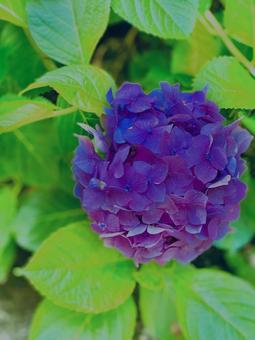 紫陽花 紫陽花の写真