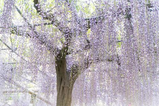 満開の藤がつくる幻想的な光景① 藤,花,紫の写真素材