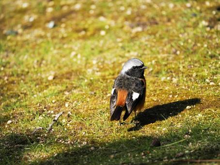 ジョウビタキのいる風景の写真
