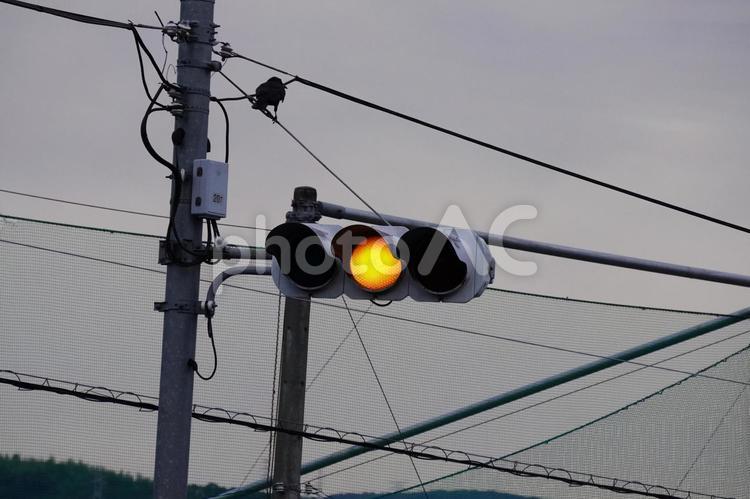 交差点の信号機 信号機,交差点,電柱の写真素材