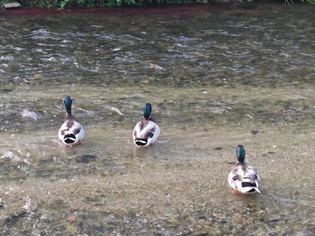 Photo, duck, a good friend, rear view, 
