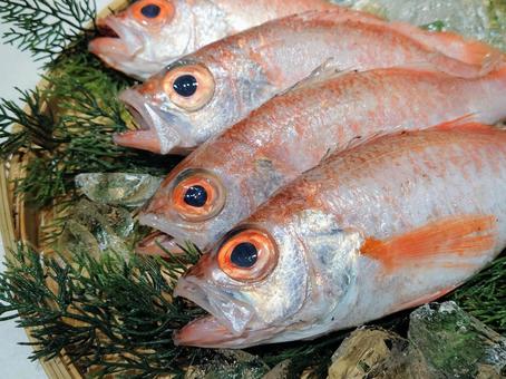 アカムツ　ノドグロ のどぐろ,アカムツ,魚の写真素材