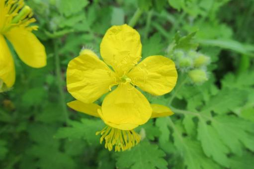 四枚花びらで黄色いクサノオウの花 四枚花びらで黄色いクサノオウの花 クサノオウ,草の王,花の写真素材