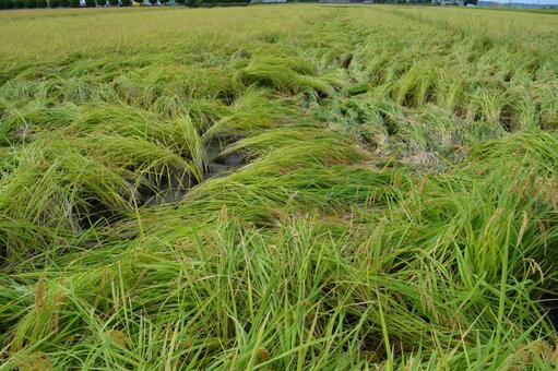 倒れた稲穂 収穫前の田園 風水害で倒れた稲穂,被害にあった稲穂,倒れた稲穂の写真素材