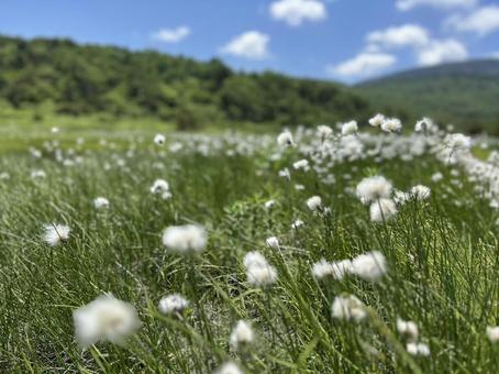 夏のハイキングコース 夏のハイキングコースの写真