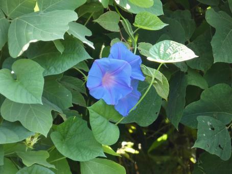 野に咲くアサガオの花003 野に咲くアサガオの花003の写真