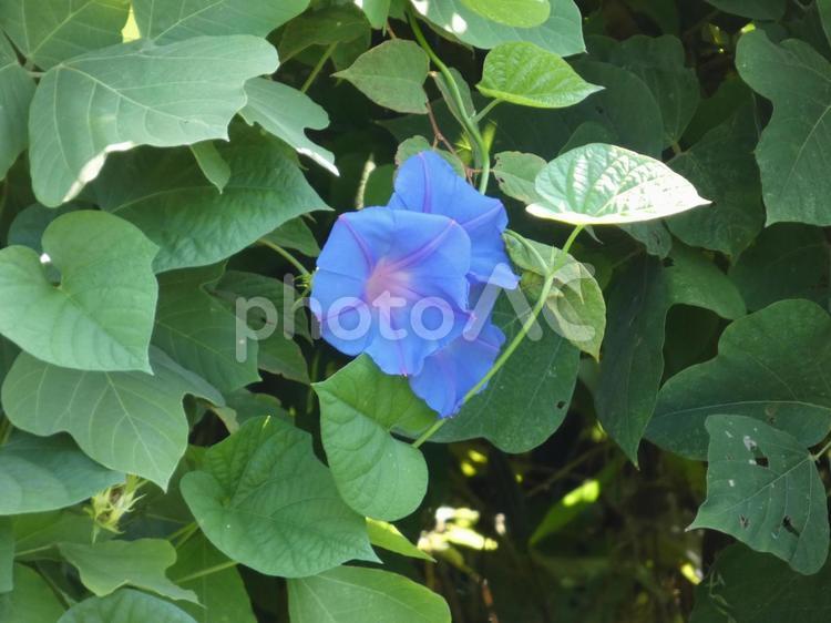 野に咲くアサガオの花003 ガーデニング,自然,景色の写真素材