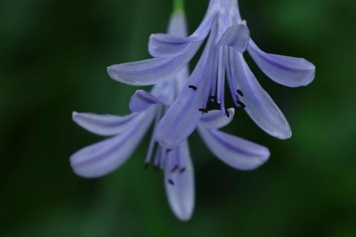 Photo, agapanthus, purple clam, murasaki kunsiran, 