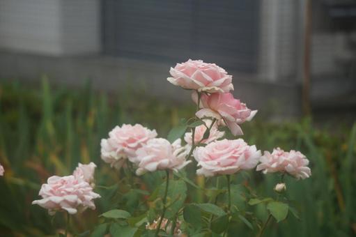 rose, rose, spring, autumn, JPG