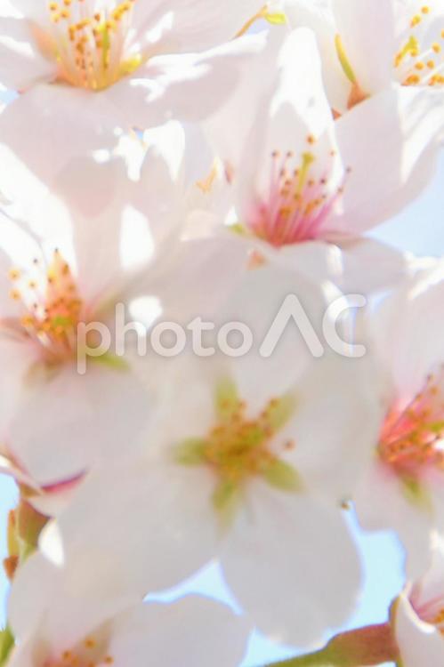 桜 桜,青空,さくらの写真素材