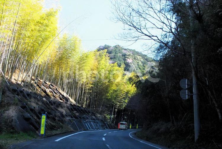 竹藪が続く山道のカーブを進む車 竹藪,竹山,竹の写真素材