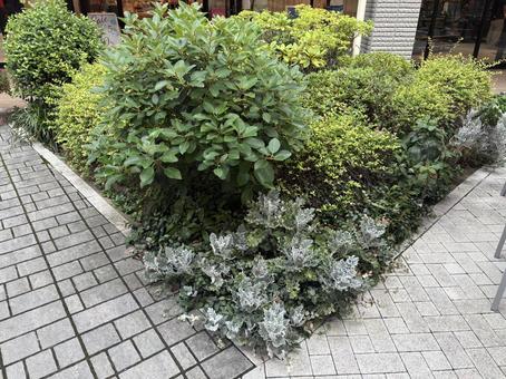 シロタエギクの植え込み シロタエギクの植え込みの写真