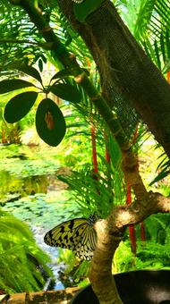 沖縄 Okinawa  沖縄 Okinawa の写真