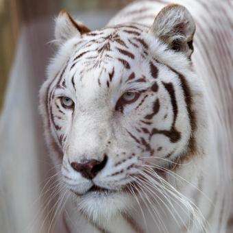 ホワイトタイガー ホワイトタイガー,虎,動物の写真素材