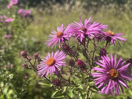 庭のネバリノギク 庭のネバリノギク ネバリノギク,菊,自然の写真素材