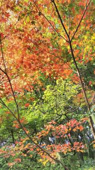 色づき 色づき,紅葉,楓の写真素材