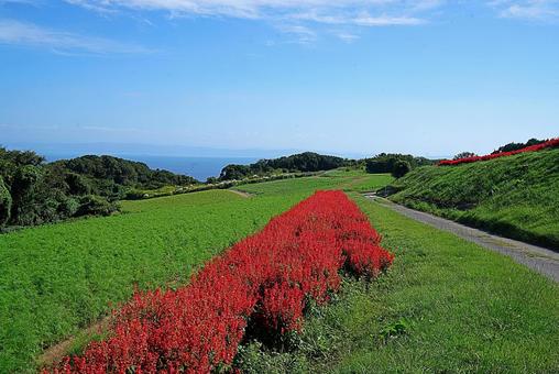 淡路島 あわじ花さじき㊵ サルビア 淡路島 あわじ花さじき㊵ サルビア 兵庫県,あわじ花さじき,サルビアの写真素材