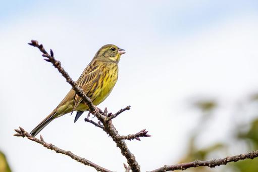 アオジ(41)の写真