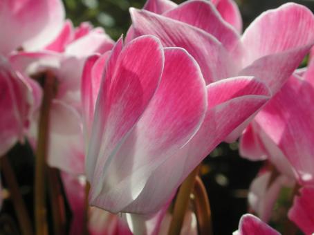 Photo, cyclamen, flower, (a flower) to turn its petals backward, 